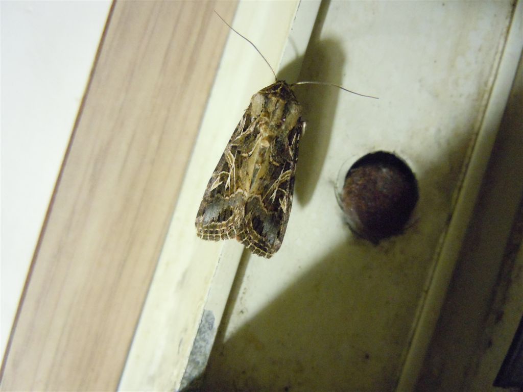 Spodoptera littoralis